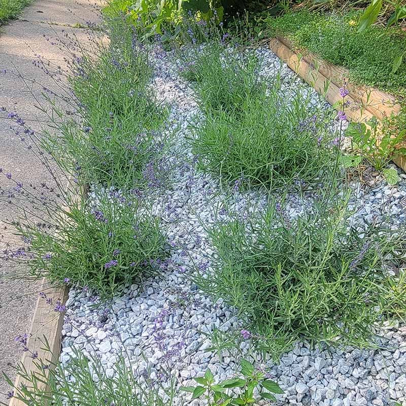 Royal Velvet English Lavender - Image 4