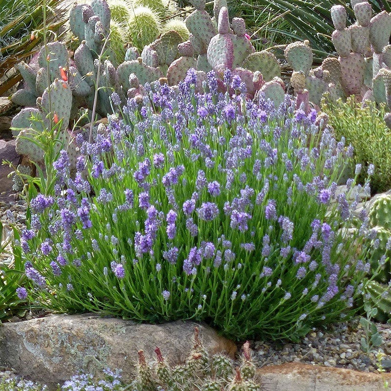 Three Tier Lavender Collection - Image 4