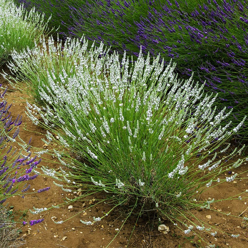 Edelweiss Lavender - Image 3