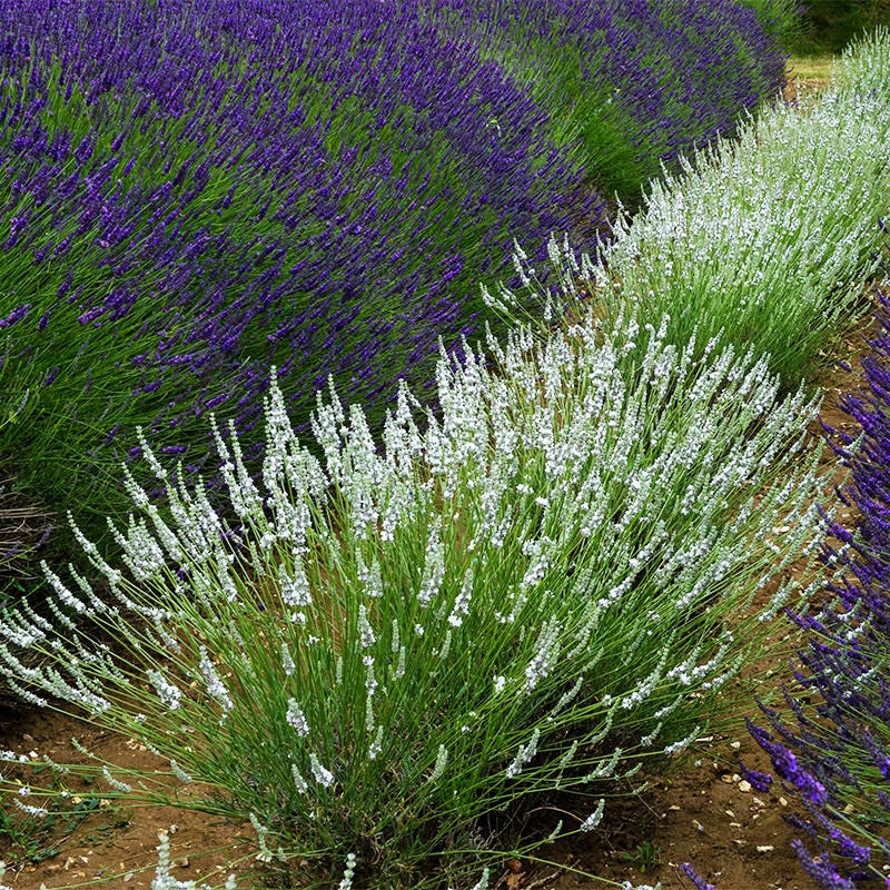 Edelweiss Lavender - Image 4