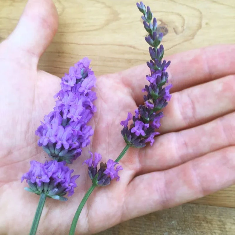 Sensational!™ Lavender - Image 4