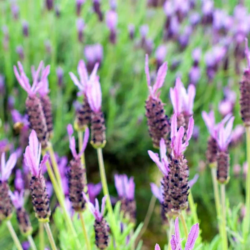 Purple Ribbon Spanish Lavender - Image 3