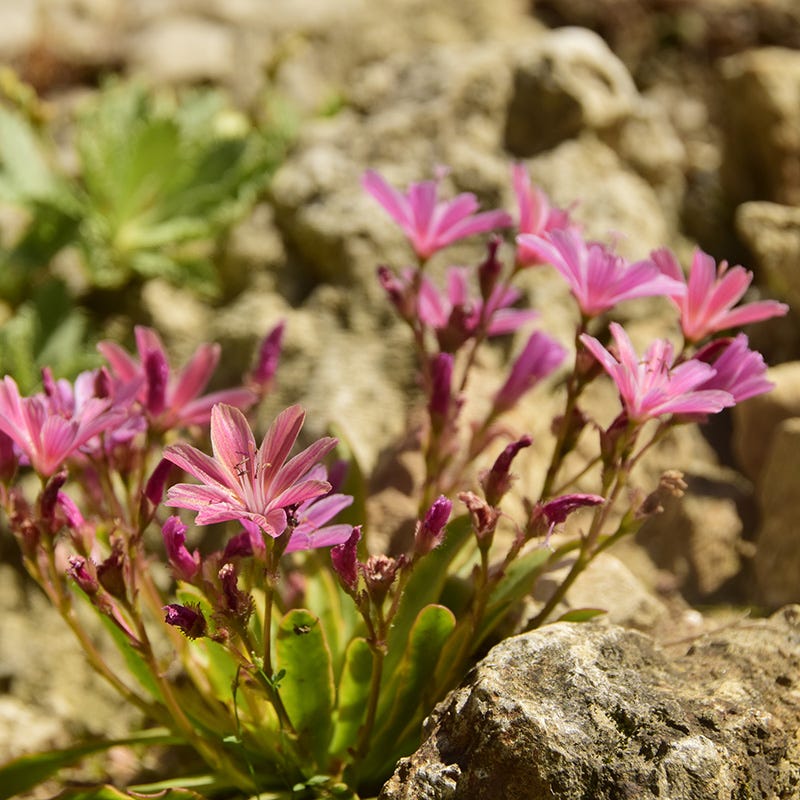 Little Plum Lewisia - Image 2