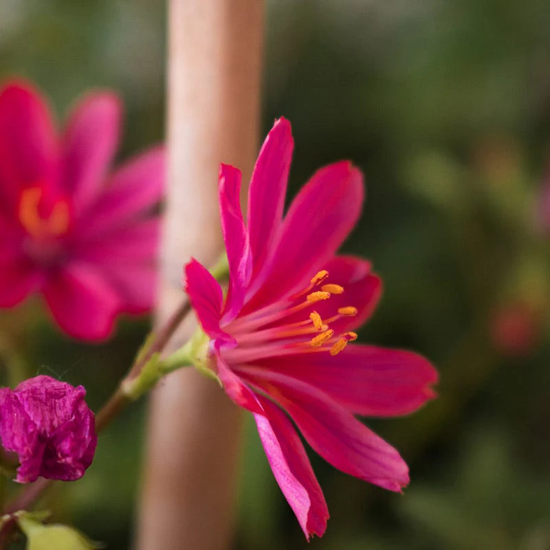 Little Raspberry Lewisia - Image 3