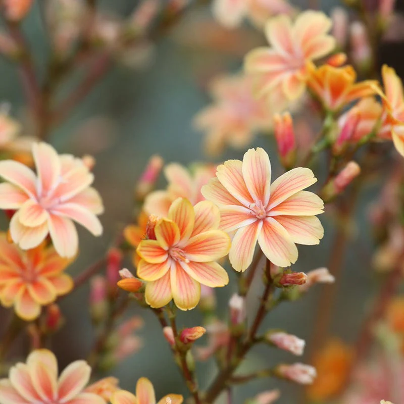 Sunset Strain Lewisia - Image 2