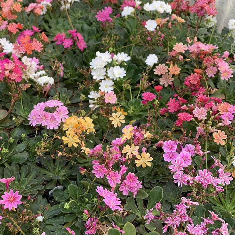 Sunset Strain Lewisia - Image 3