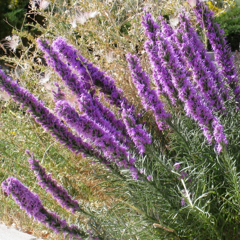 Summer Dreams Pre-Planned Garden - Image 10