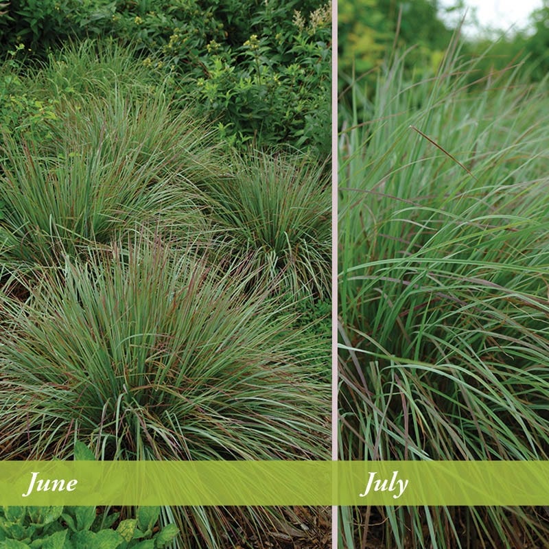 Standing Ovation Little Bluestem Grass - Image 2