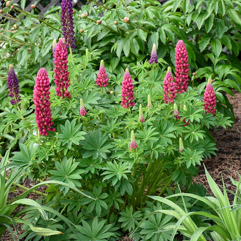 Mini Gallery™ Red Lupine - Image 2