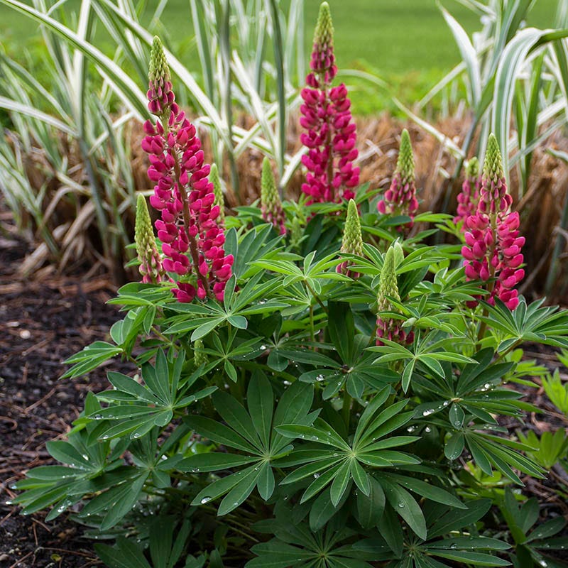 Mini Gallery™ Red Lupine - Image 3