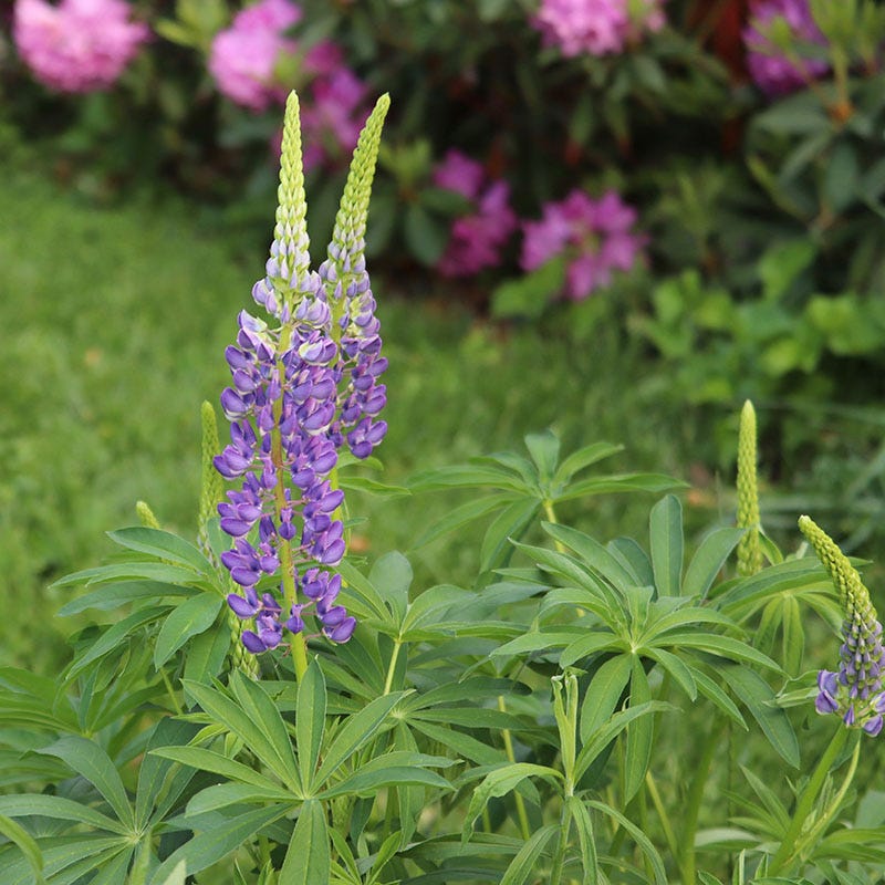Wild Perennial Lupine