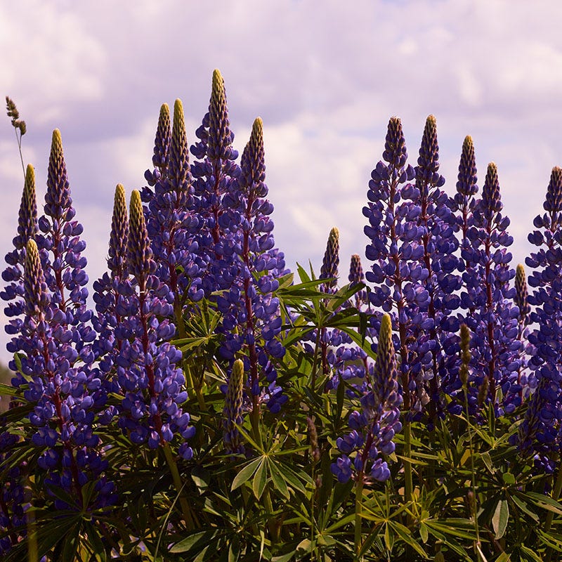 Wild Perennial Lupine - Image 2