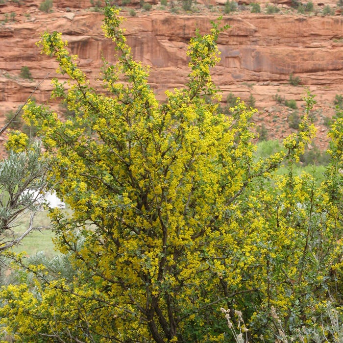 Fremont's Mahonia - Image 2