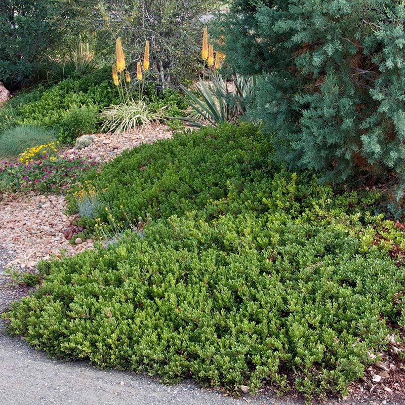 Mock Bearberry Manzanita - Image 3