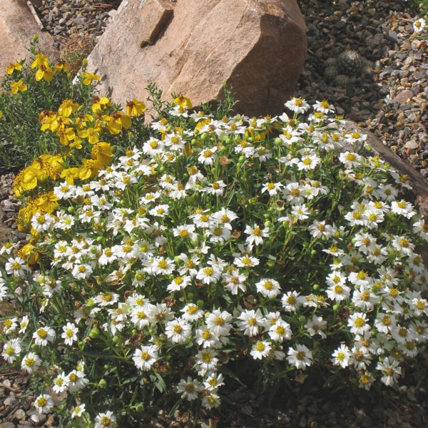 Blackfoot Daisy (Melampodium) - Image 2
