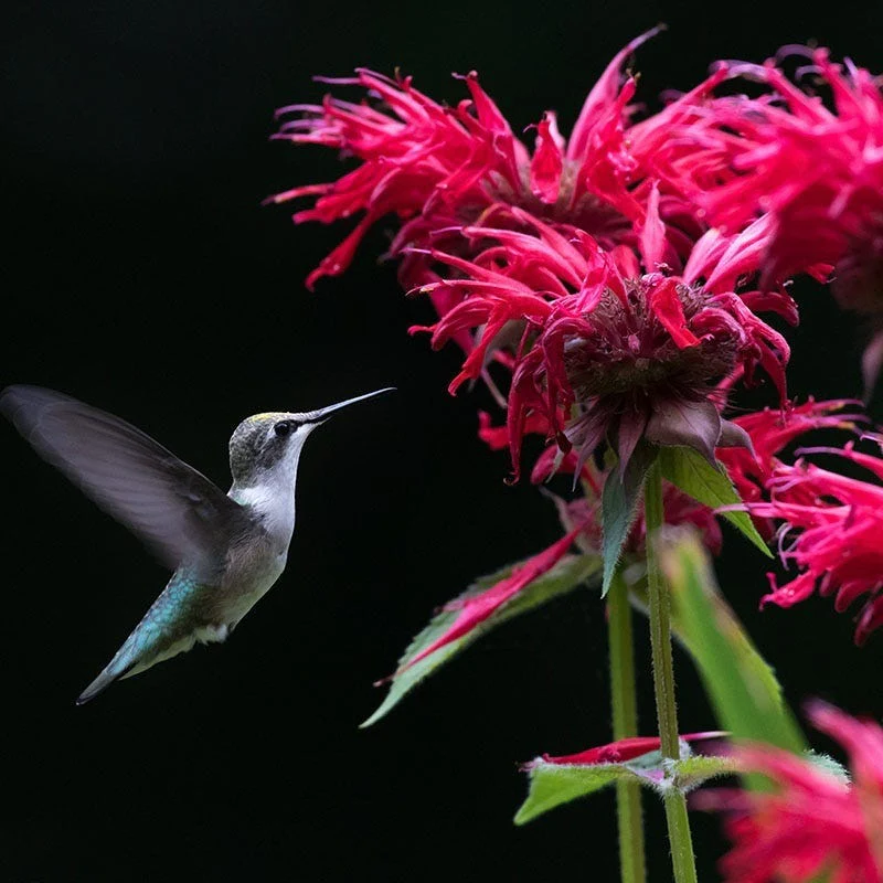 Raspberry Wine Bee Balm - Image 3