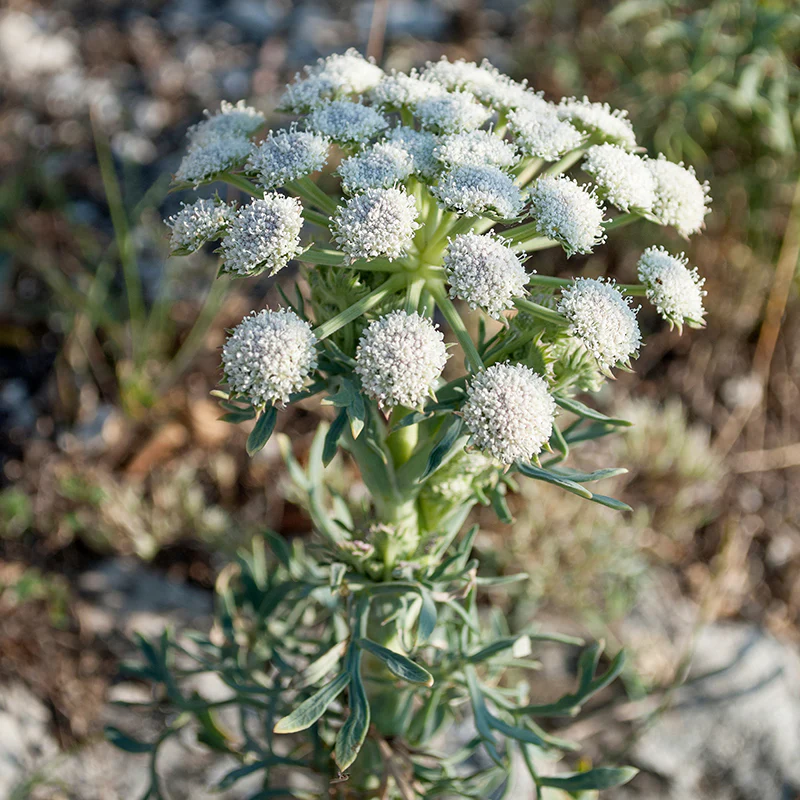 Moon Carrot - Image 2