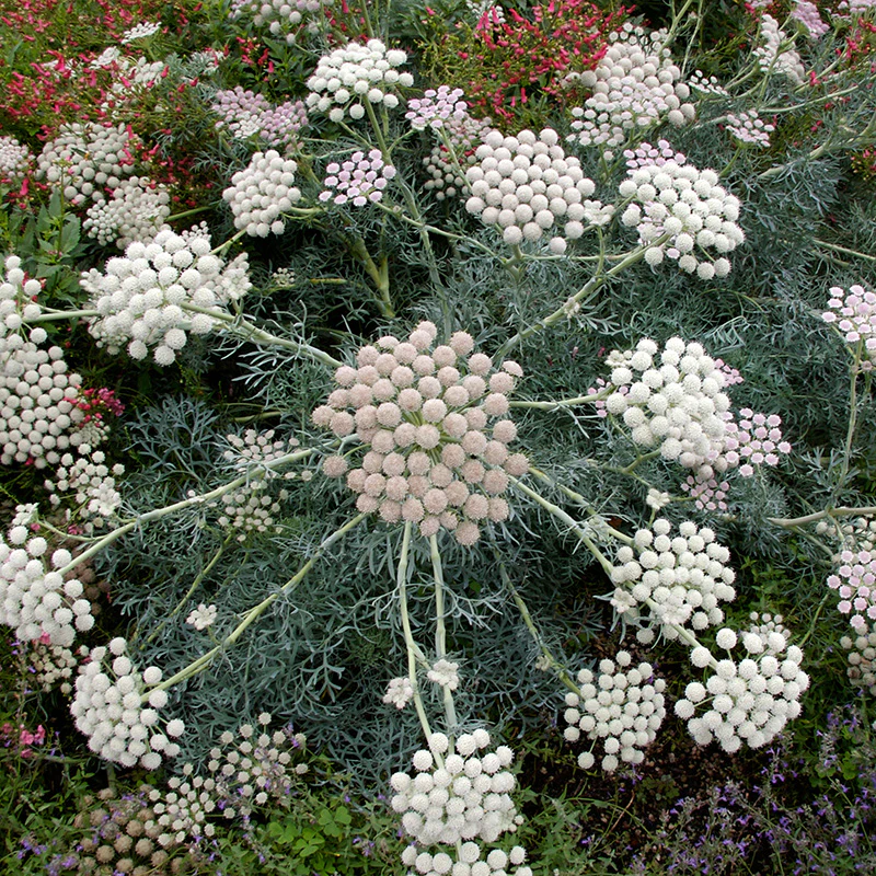 Moon Carrot - Image 3