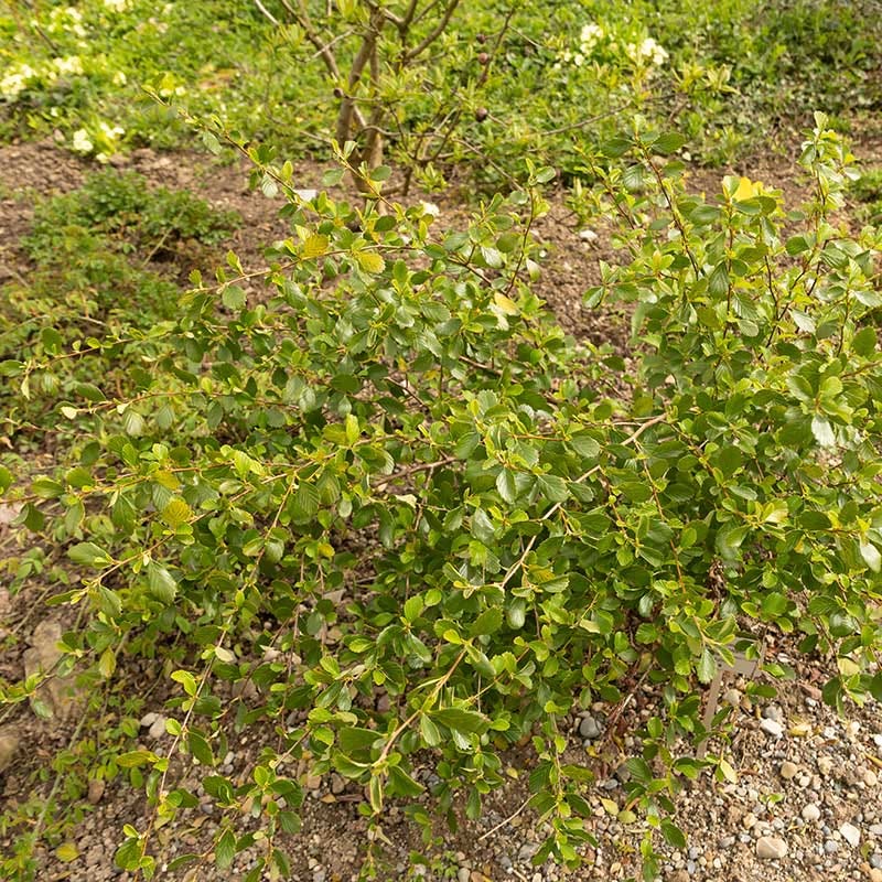Alderleaf Mountain Mahogany (Cercocarpus) - Image 3