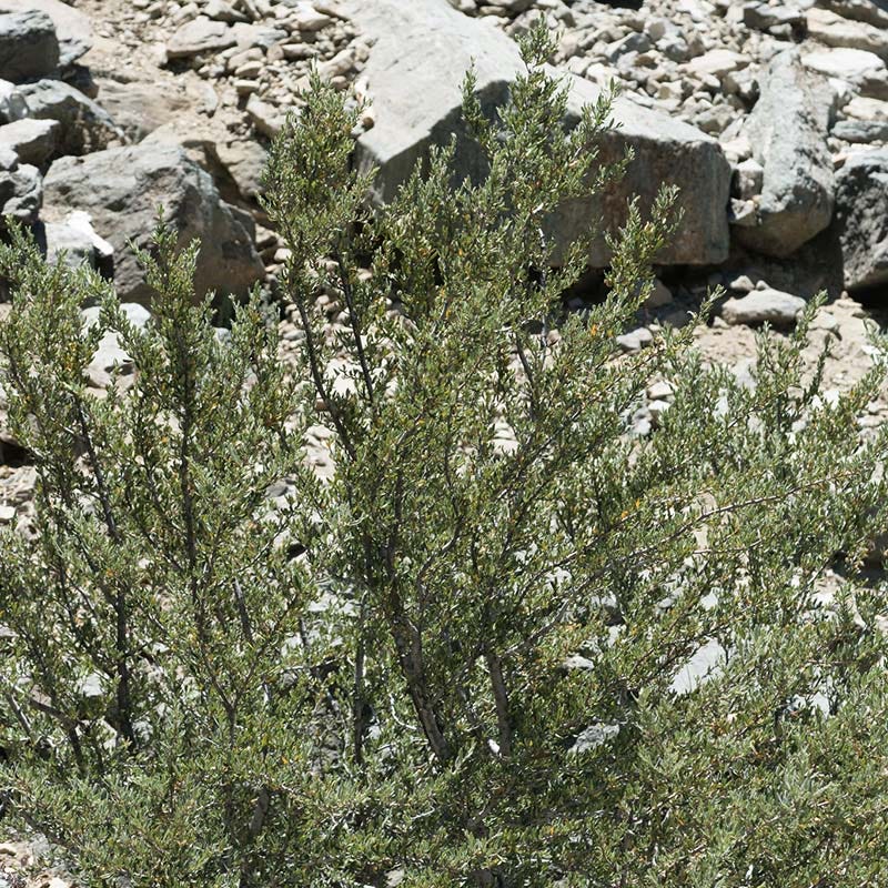 Curl Leaf Mountain Mahogany (Cercocarpus) - Image 3