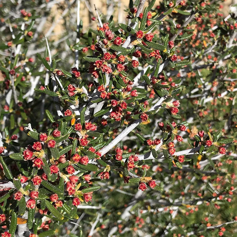 Littleleaf Mountain Mahogany (Cercocarpus)