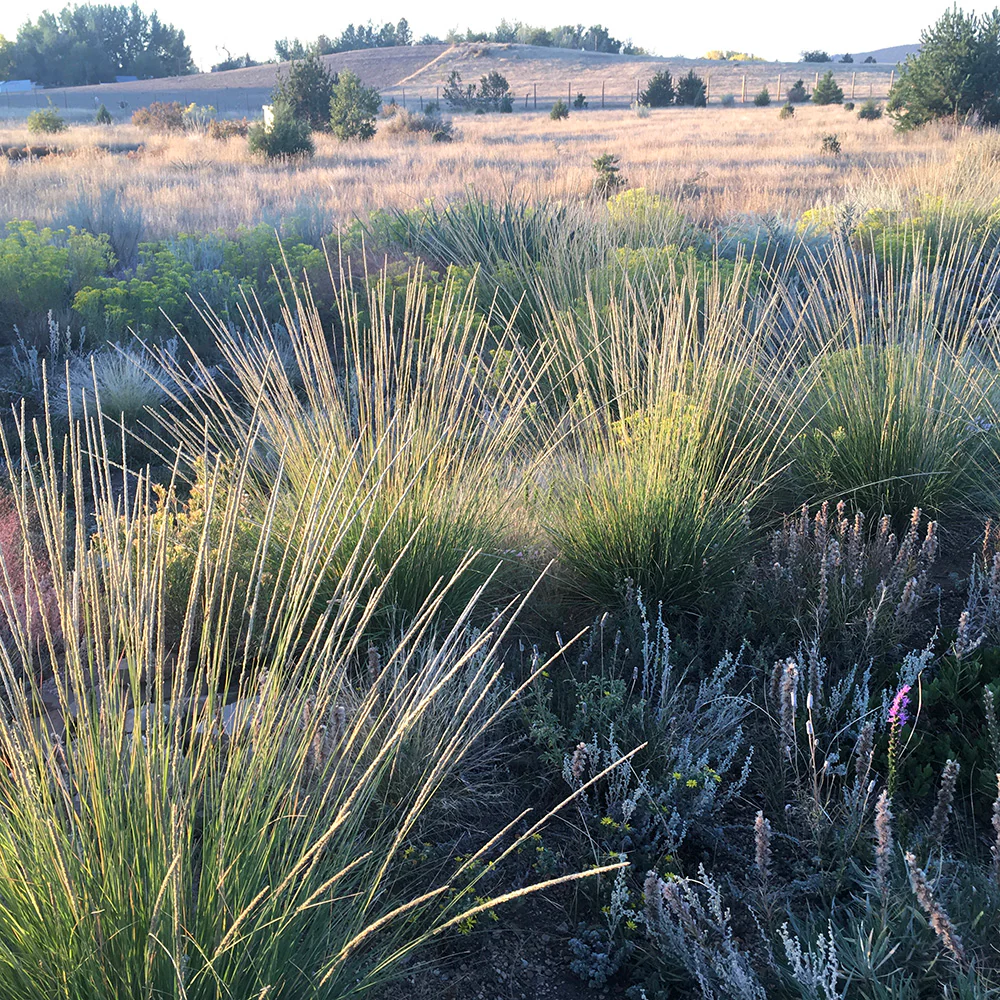 Rocky Mountain Native Pre-Planned Pocket Garden - Image 4