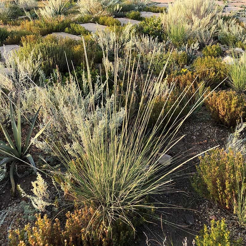 Undaunted® Sure Thing Deer Grass - Image 2