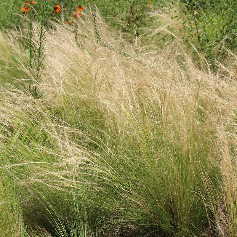 Silky Thread Grass - Image 4