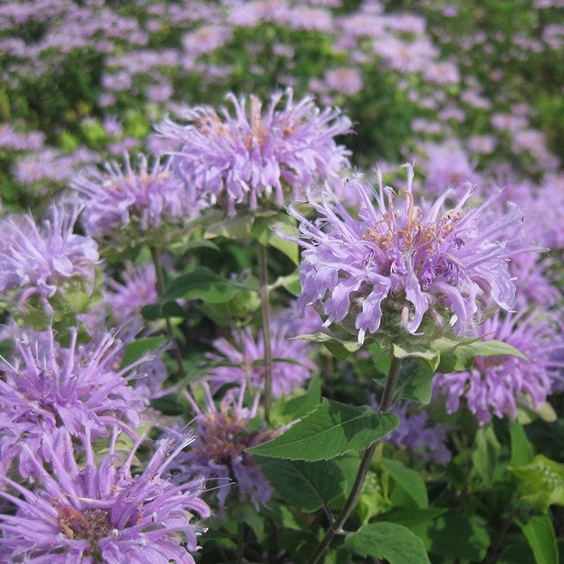 Native Intermountain West Songbird Pre-Planned Garden - Image 12