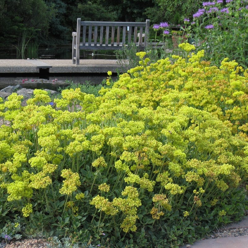 Native Pacific Northwest Songbird Pre-Planned Garden - Image 6