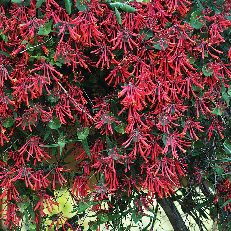 Native Mid-Atlantic Songbird Pre-Planned Garden - Image 5