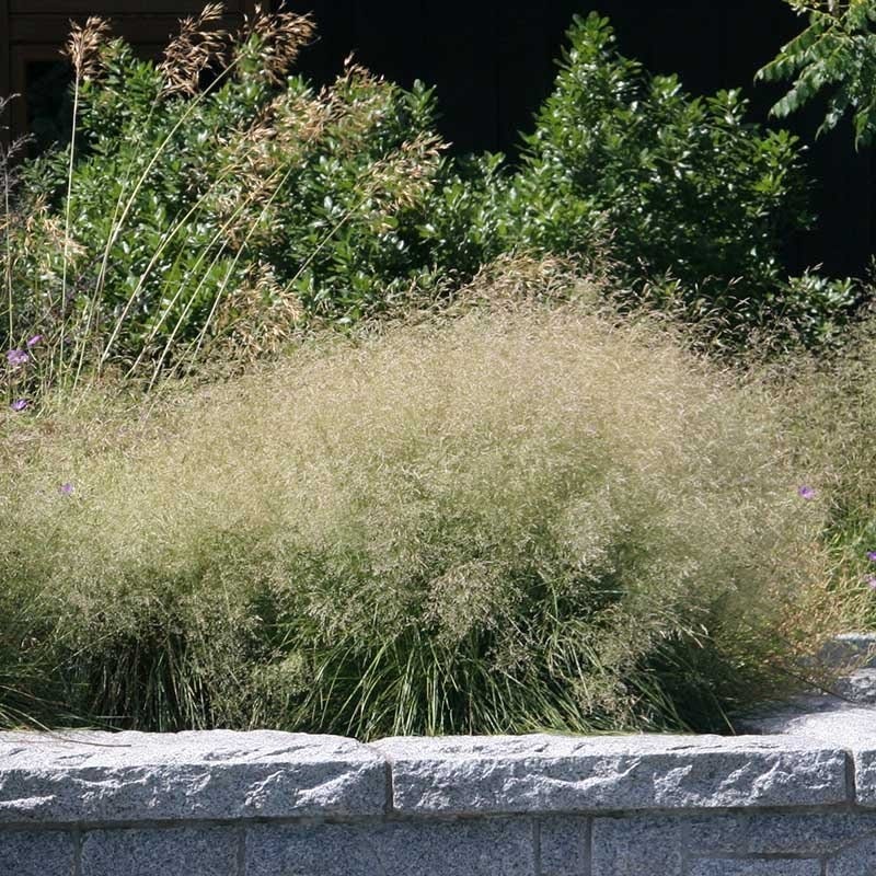 Native Midwest Songbird Pre-Planned Garden - Image 11