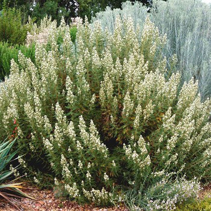 Native Pacific Northwest Songbird Pre-Planned Garden - Image 8