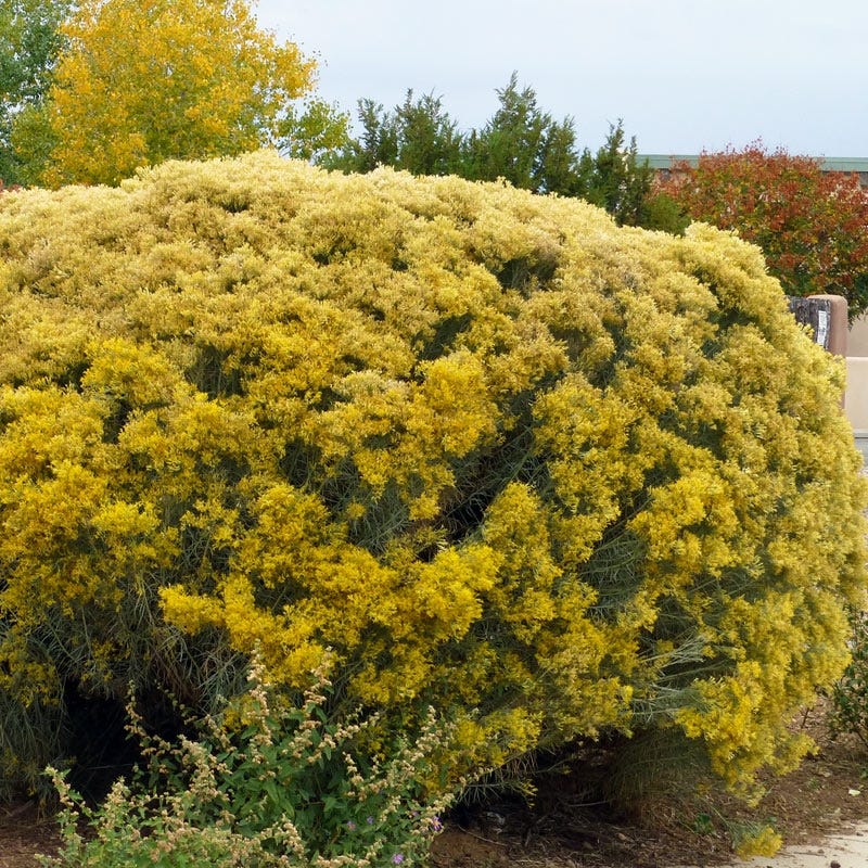Native Southwest Songbird Pre-Planned Garden - Image 14