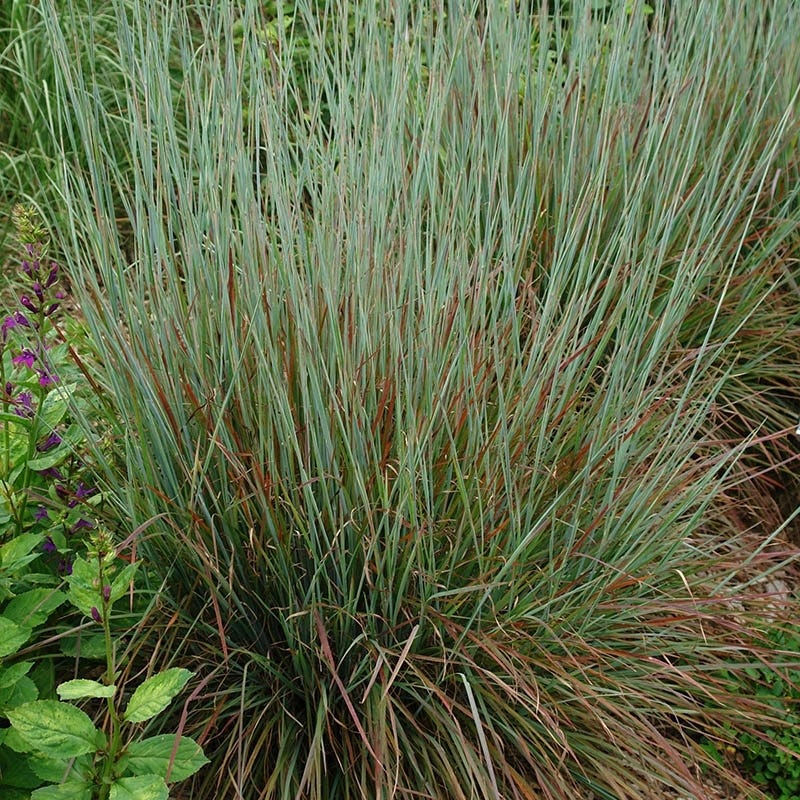 Native Southwest Songbird Pre-Planned Garden - Image 19