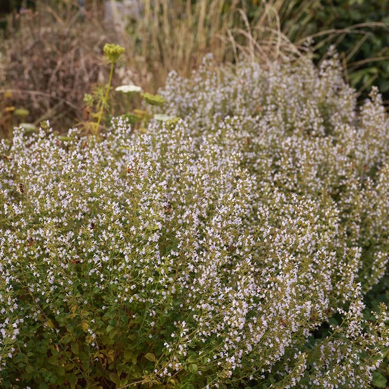 Montrose White Calamintha - Image 3