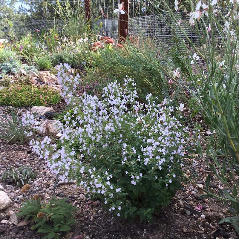 Montrose White Calamintha - Image 4