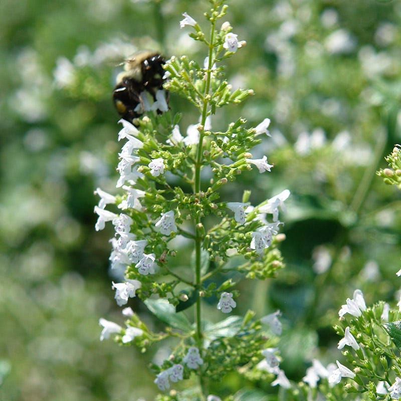 White Cloud Calamintha - Image 2