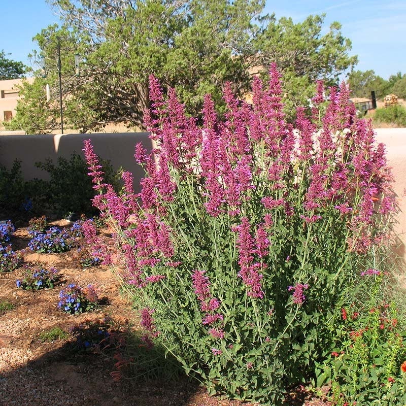 Hummingbird Container Garden - Image 5