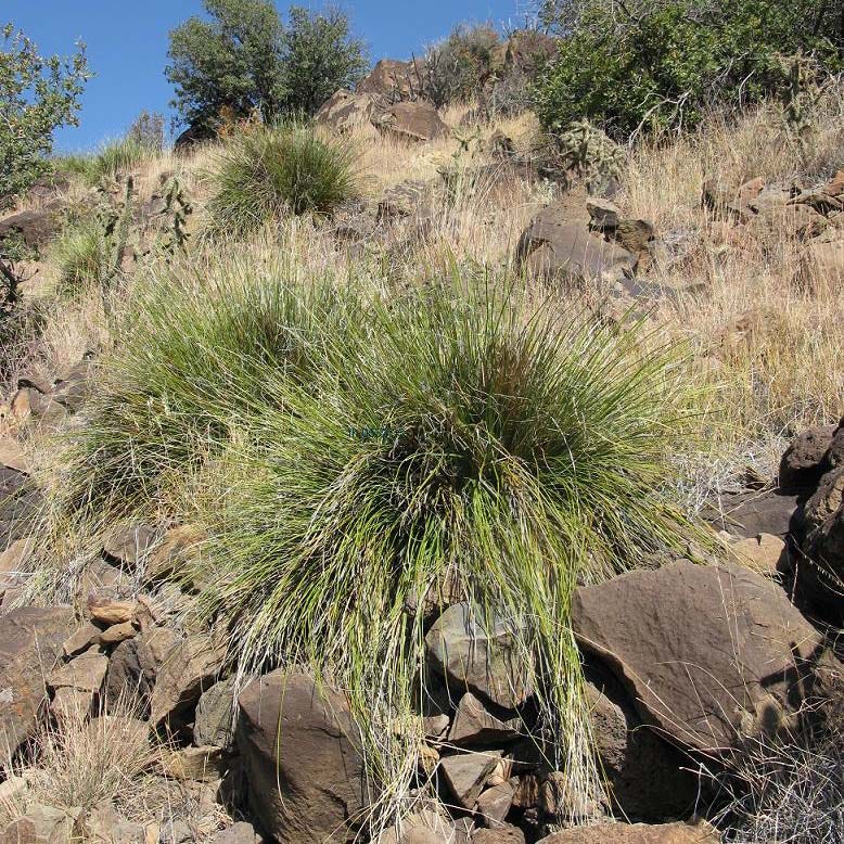 Green's Beargrass (Nolina) - Image 3