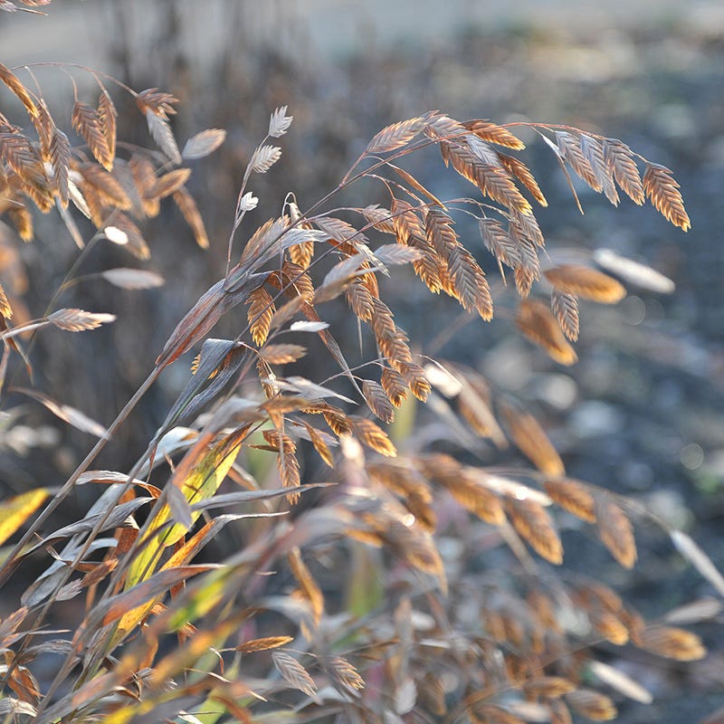 Little Tickler Northern Sea Oats - Image 2