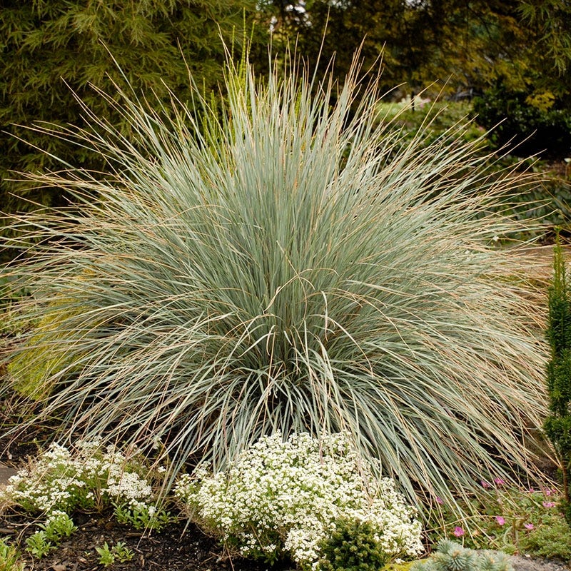 Blue Oat Grass