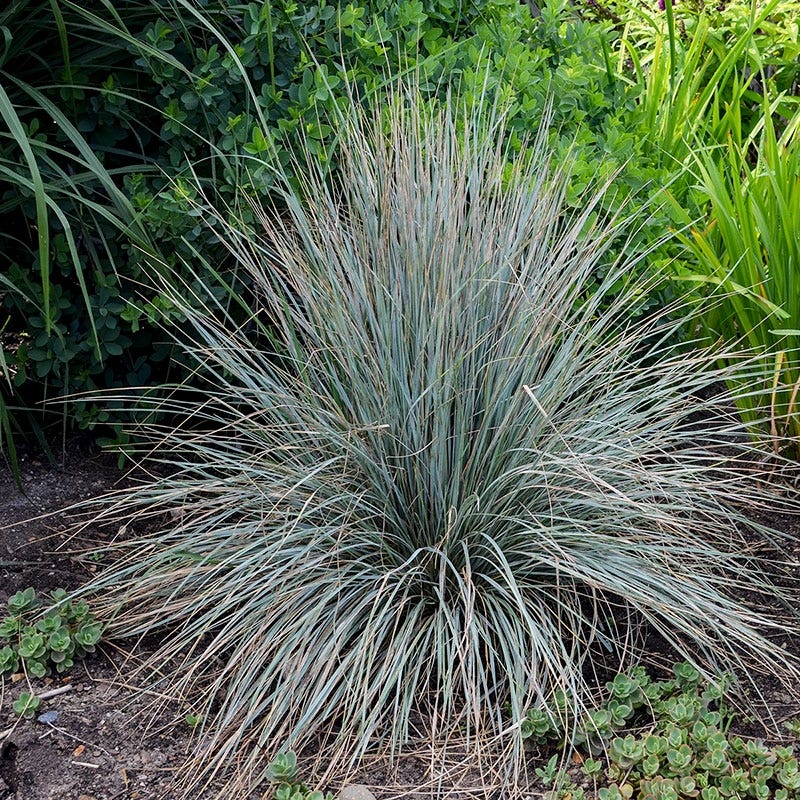 Blue Oat Grass - Image 5