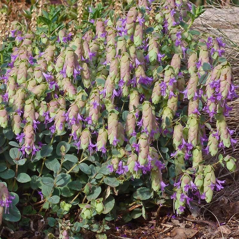 Bee Bonanza Ornamental Oregano Collection - Image 3