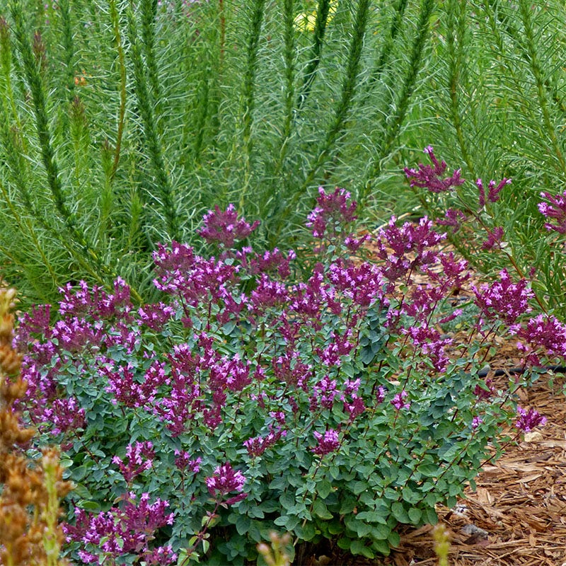 Thanksgiving Ornamental Oregano - Image 3