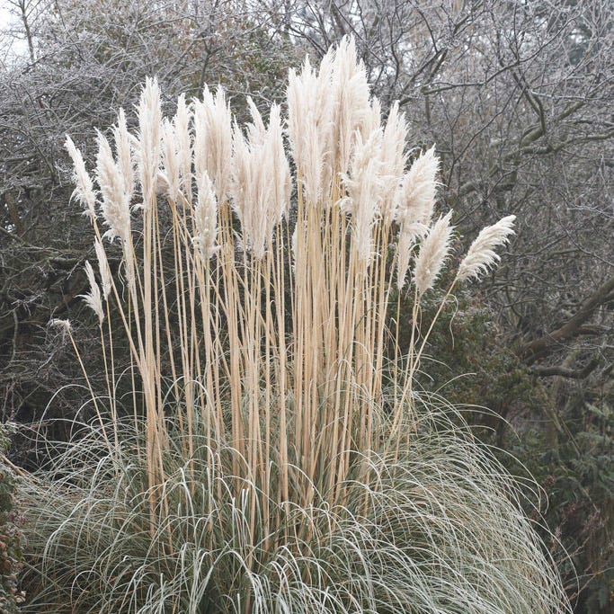 Dwarf Pampas Grass - Image 4