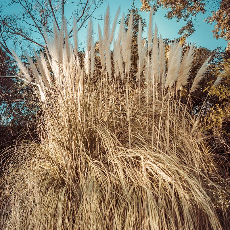 Dwarf Pampas Grass - Image 5