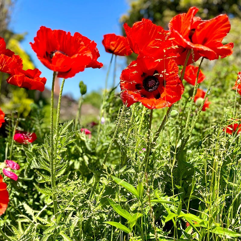 Beauty of Livermere Oriental Poppy - Image 2