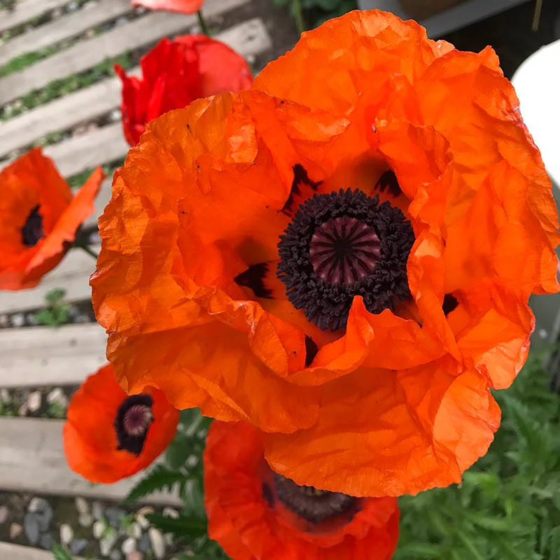 Beauty of Livermere Oriental Poppy - Image 4