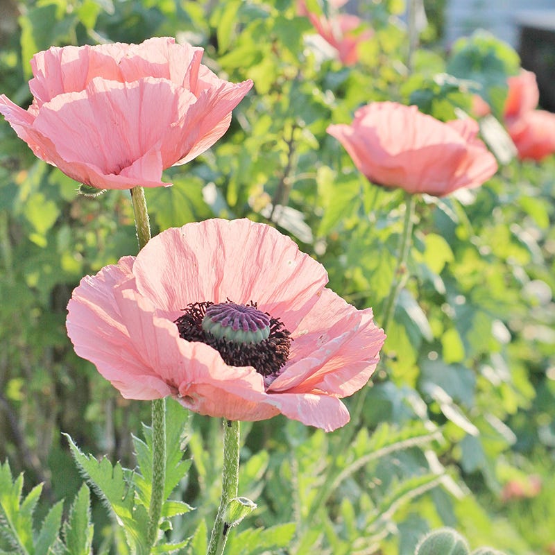 Coral Reef Oriental Poppy - Image 2